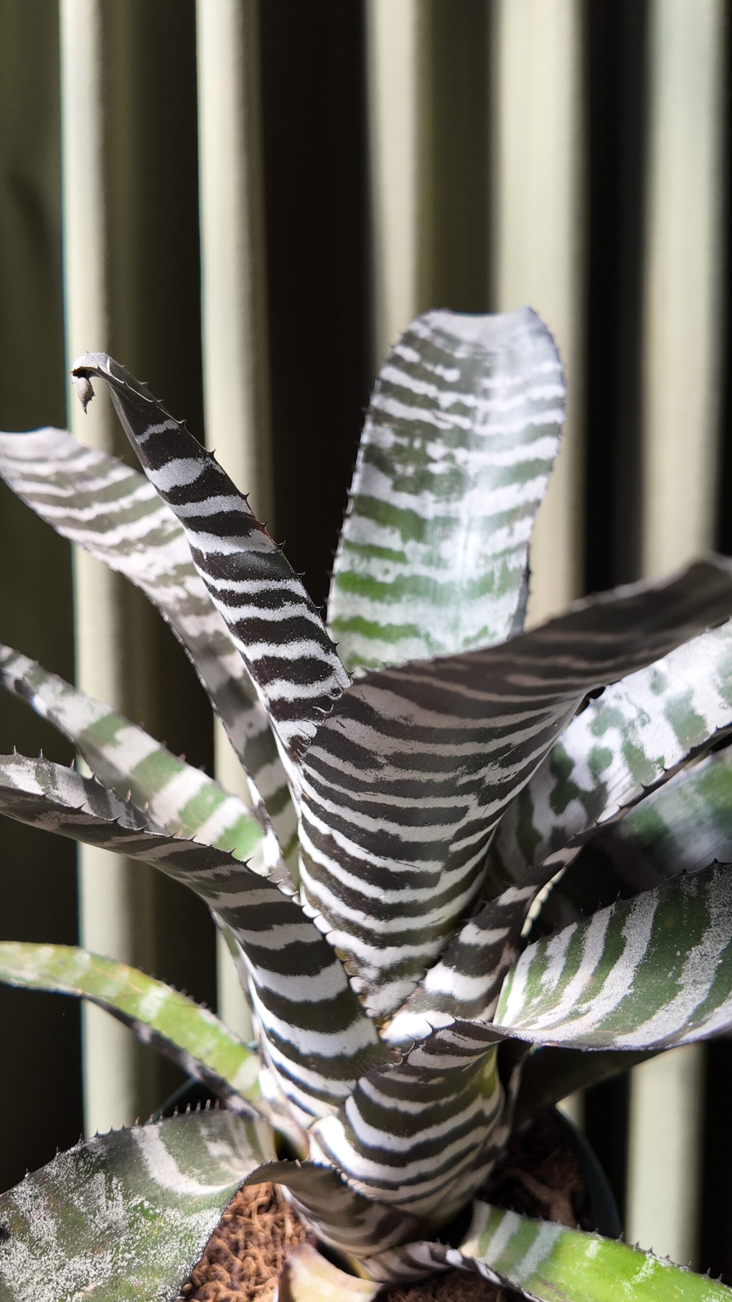 Aechmea zebrina - Imagen 2