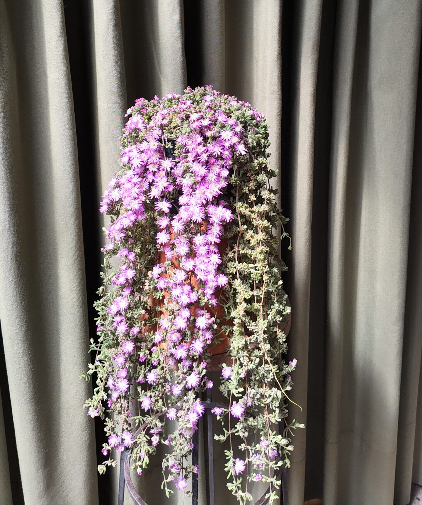 Drosanthemum floribundum (manto de virgen)