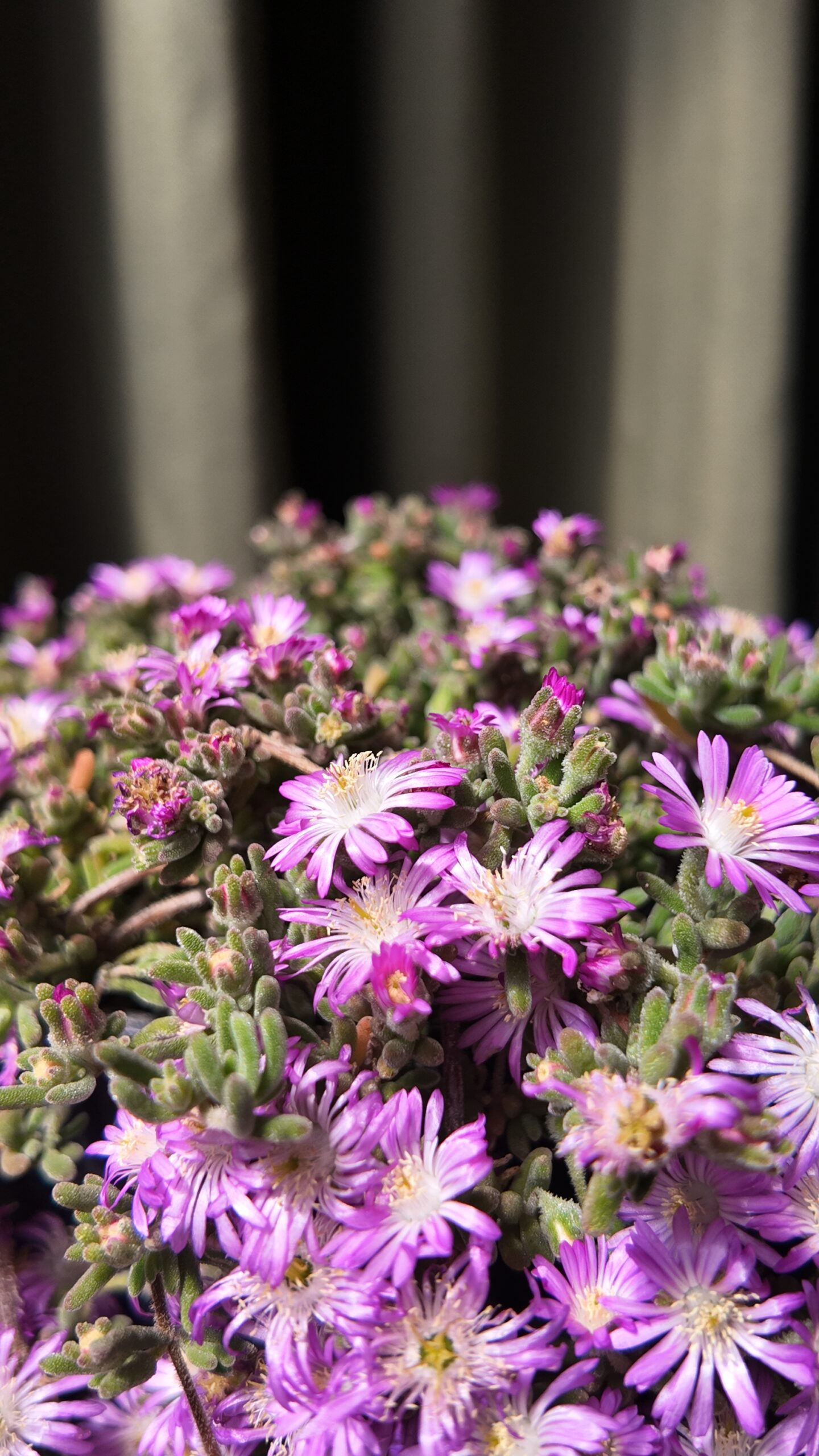 Drosanthemum floribundum (manto de virgen) - Imagen 2