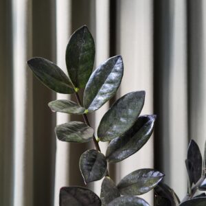 Zamioculcas zamiifolia raven