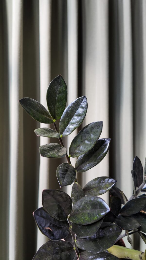Zamioculcas zamiifolia raven