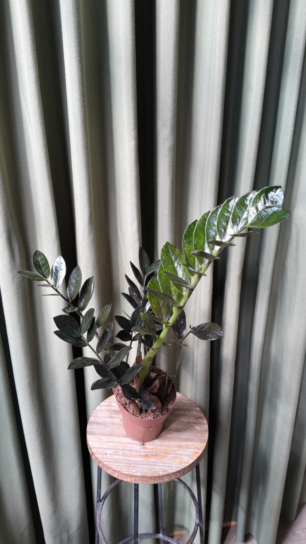 Zamioculcas zamiifolia raven - Imagen 2