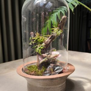 Terrario con orquídea Zygostates alleniana