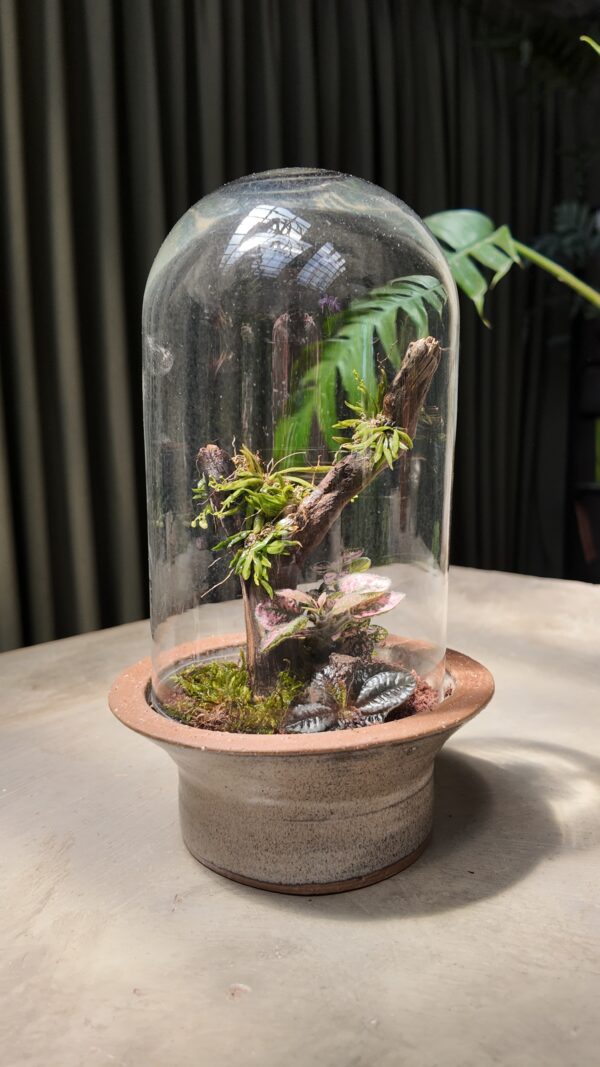 Terrario con orquídea Zygostates alleniana