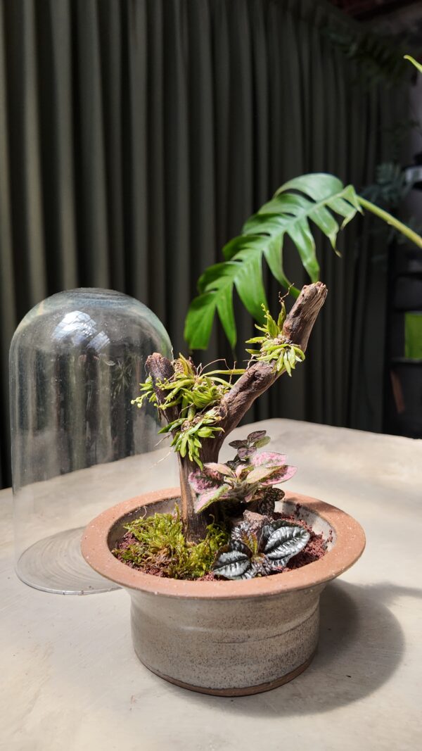 Terrario con orquídea Zygostates alleniana - Imagen 2