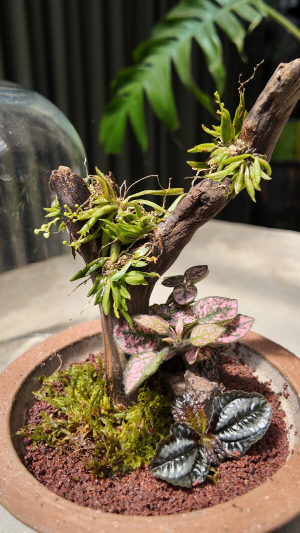 Terrario con orquídea Zygostates alleniana - Imagen 3