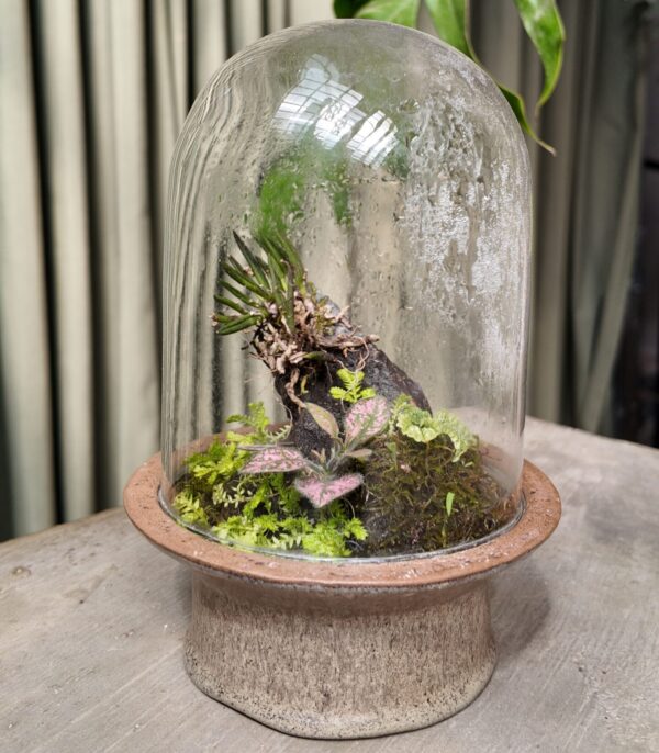 Terrario con orquídea Leptotes unicolor