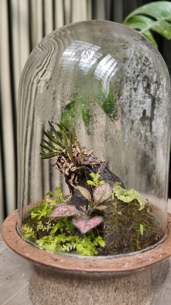 Terrario con orquídea Leptotes unicolor - Imagen 2