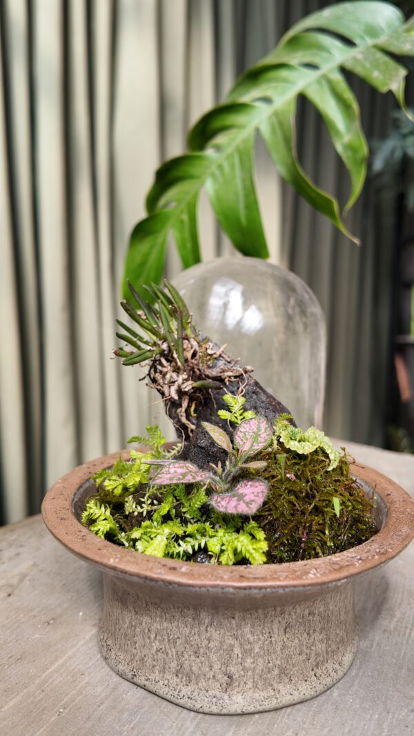 Terrario con orquídea Leptotes unicolor - Imagen 3