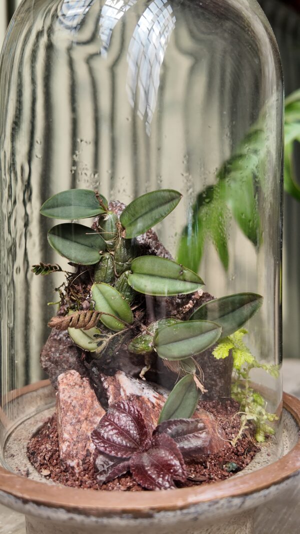 Terrario con orquídea Cattleya - Imagen 2