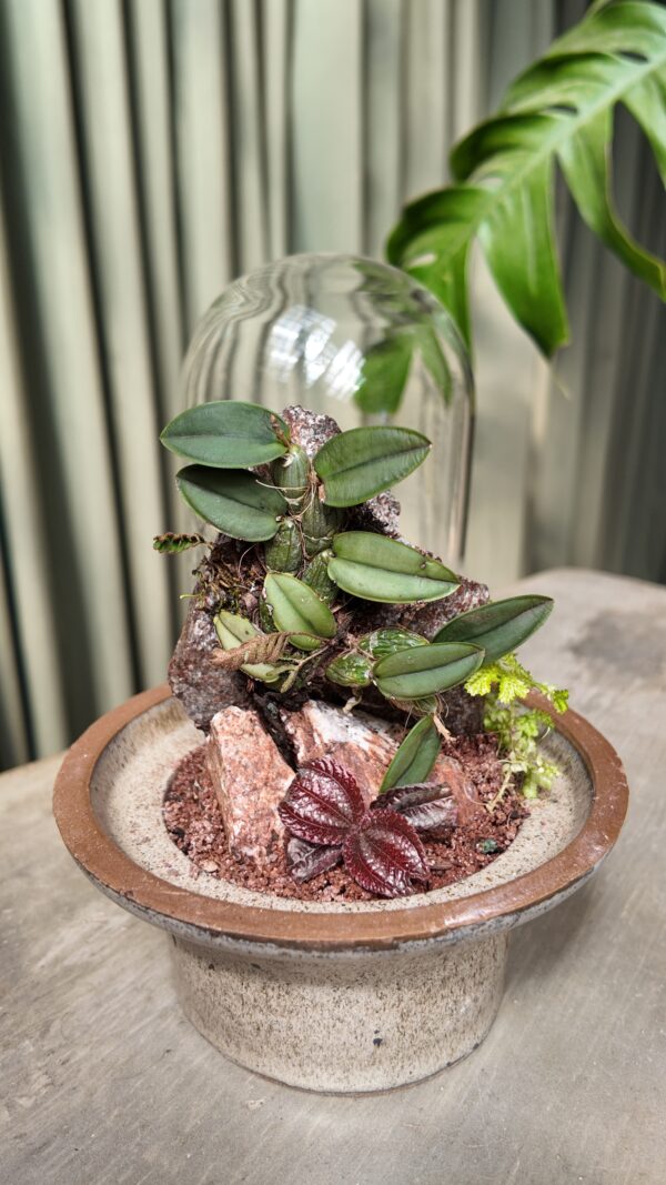 Terrario con orquídea Cattleya - Imagen 3
