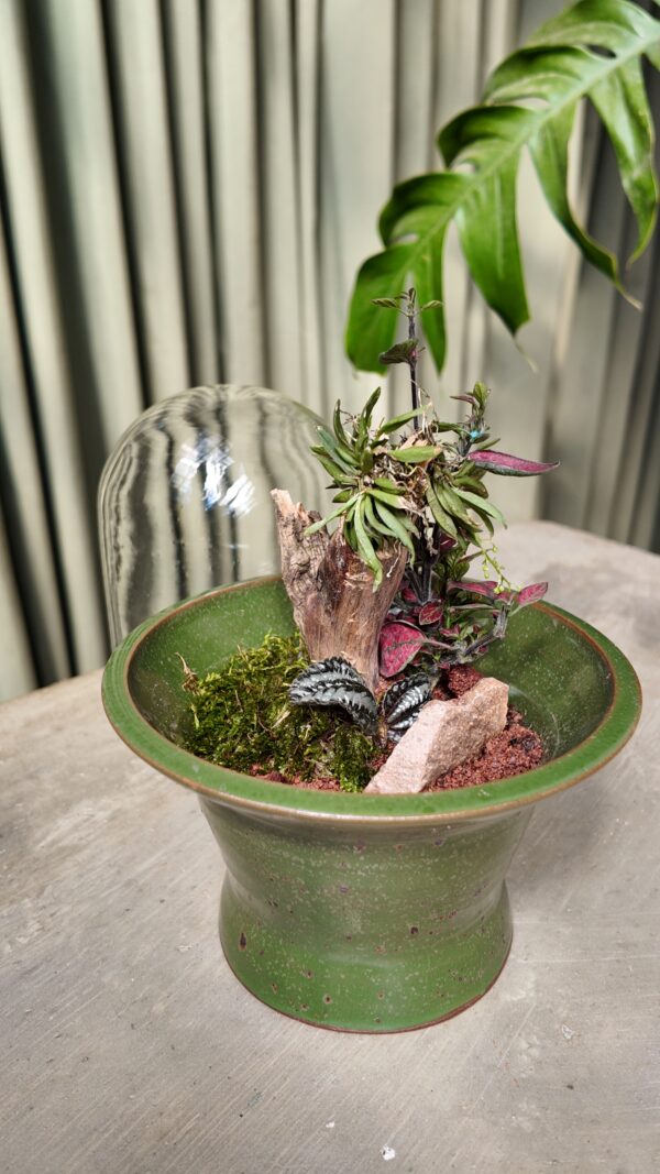 Terrario verde orquídea Zygostates alleniana - Imagen 2
