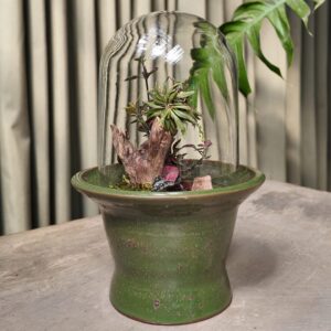 Terrario verde orquídea Zygostates alleniana
