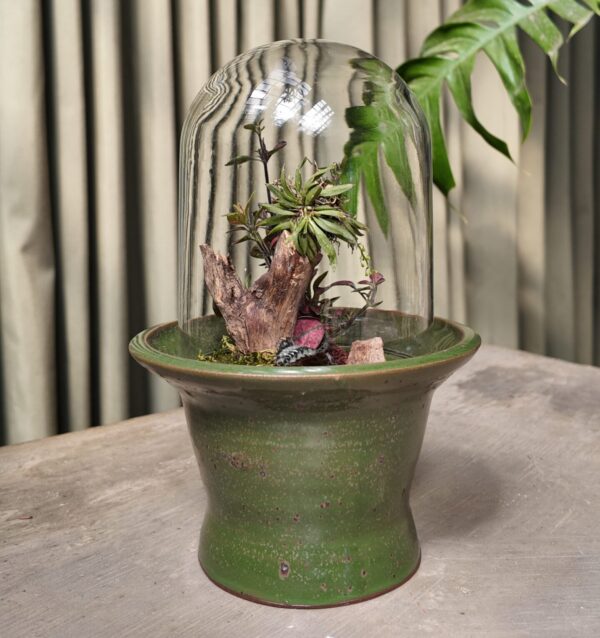 Terrario verde orquídea Zygostates alleniana