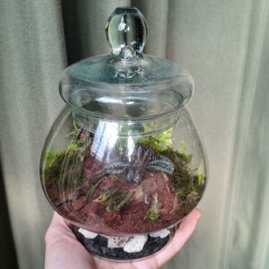 Terrario vidrio orquídea Zygostates alleniana
