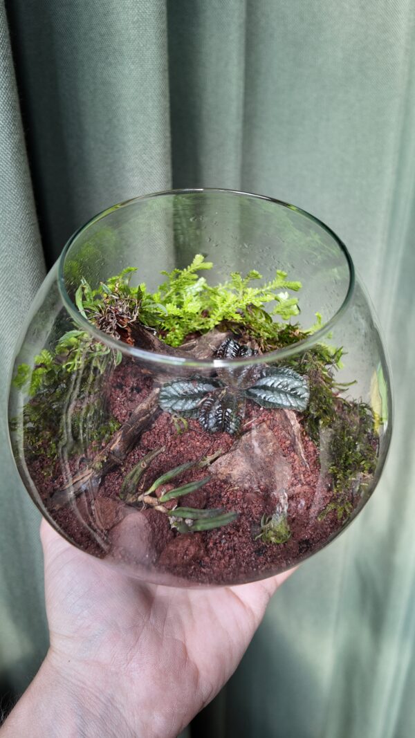 Terrario vidrio orquídea Zygostates alleniana - Imagen 2