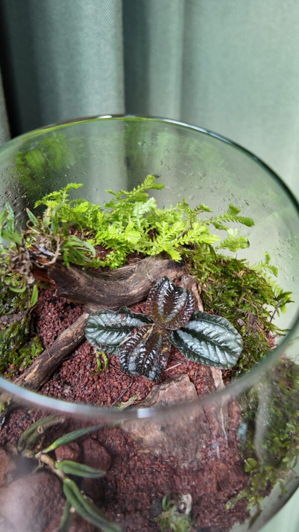 Terrario vidrio orquídea Zygostates alleniana - Imagen 3