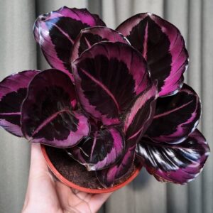 Geoppertia roseopicta red mojo