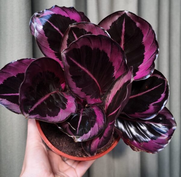 Geoppertia roseopicta red mojo