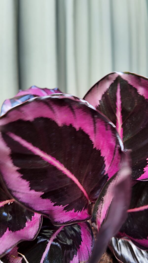 Geoppertia roseopicta red mojo - Imagen 2