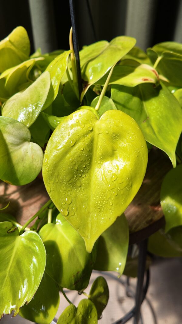 Philodendron hederaceum ‘Lemon Lime’ - Imagen 2