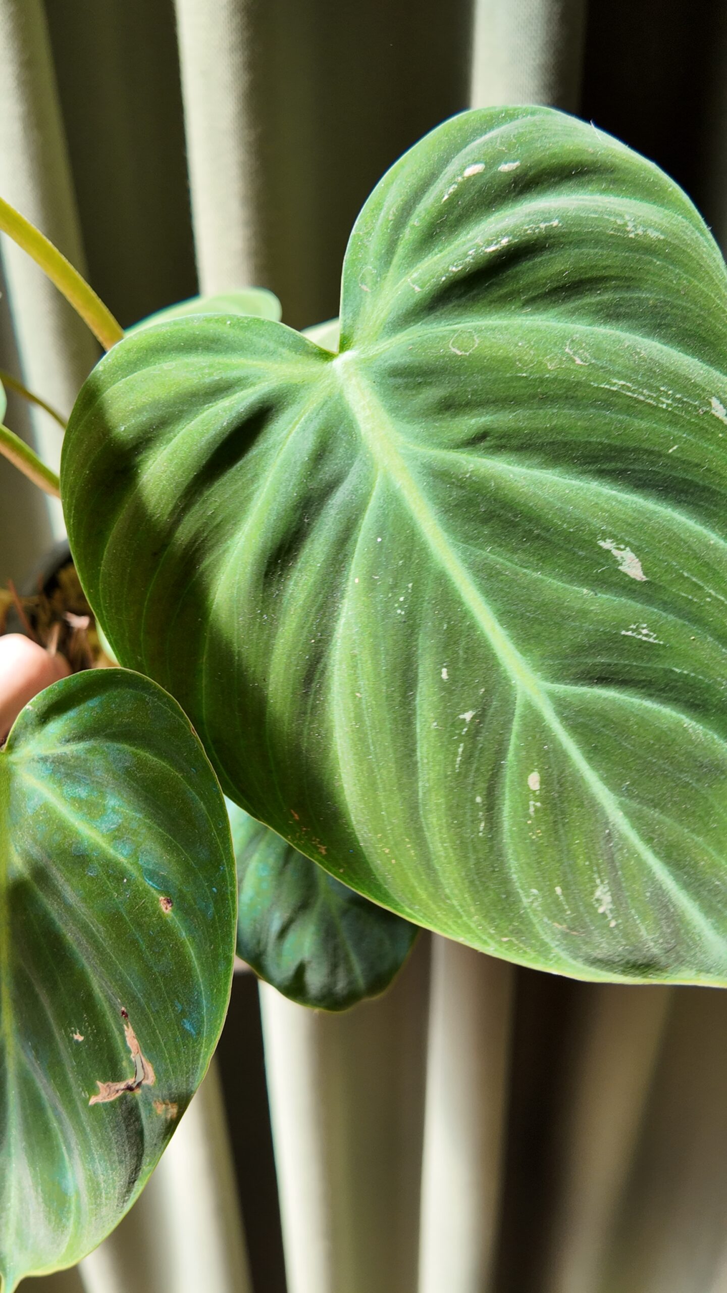 Philodendron el choco red - Imagen 2