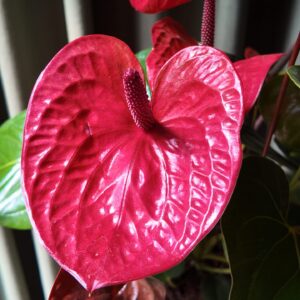 Anthurium Andreanum grande