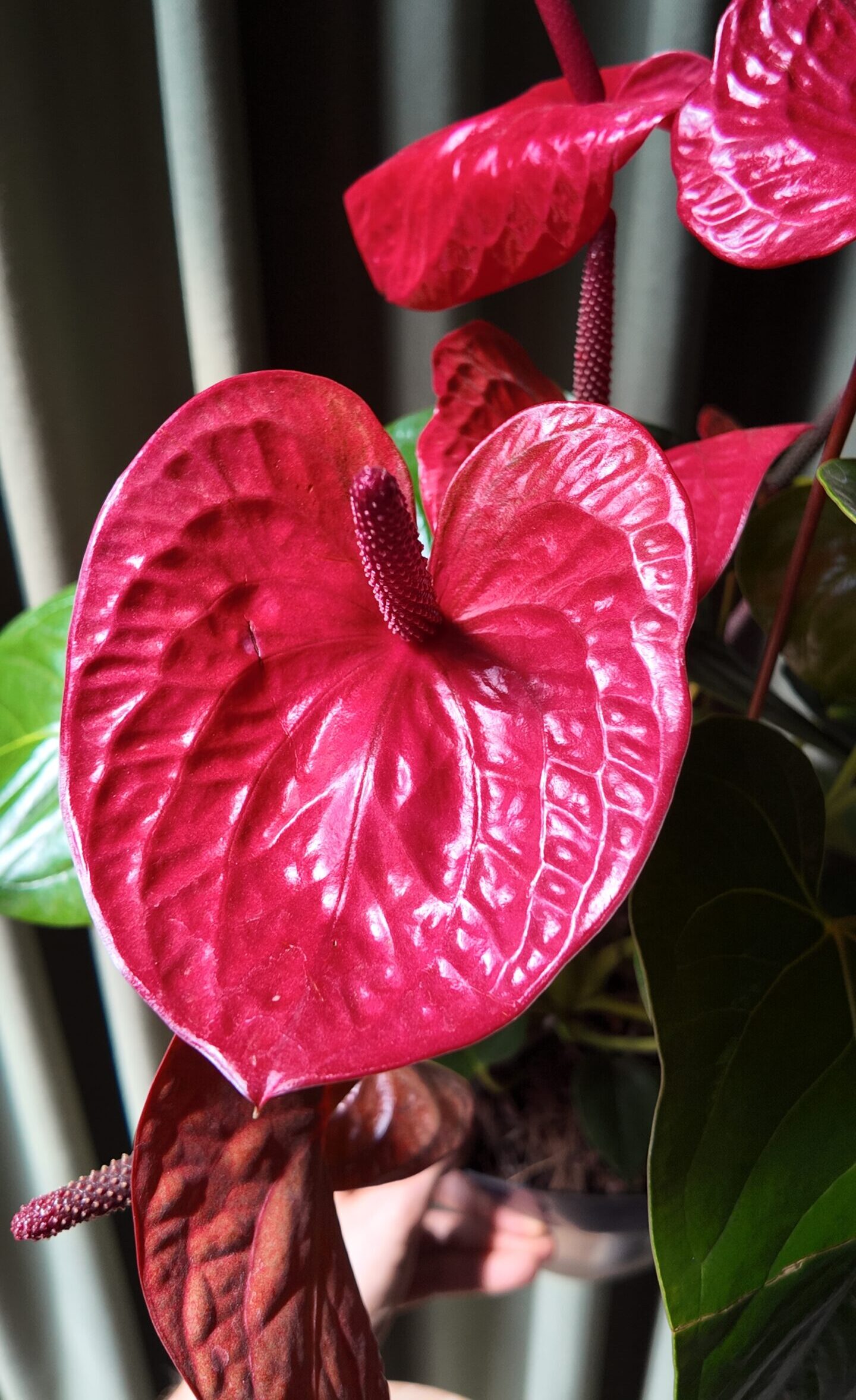 Anthurium Andreanum grande