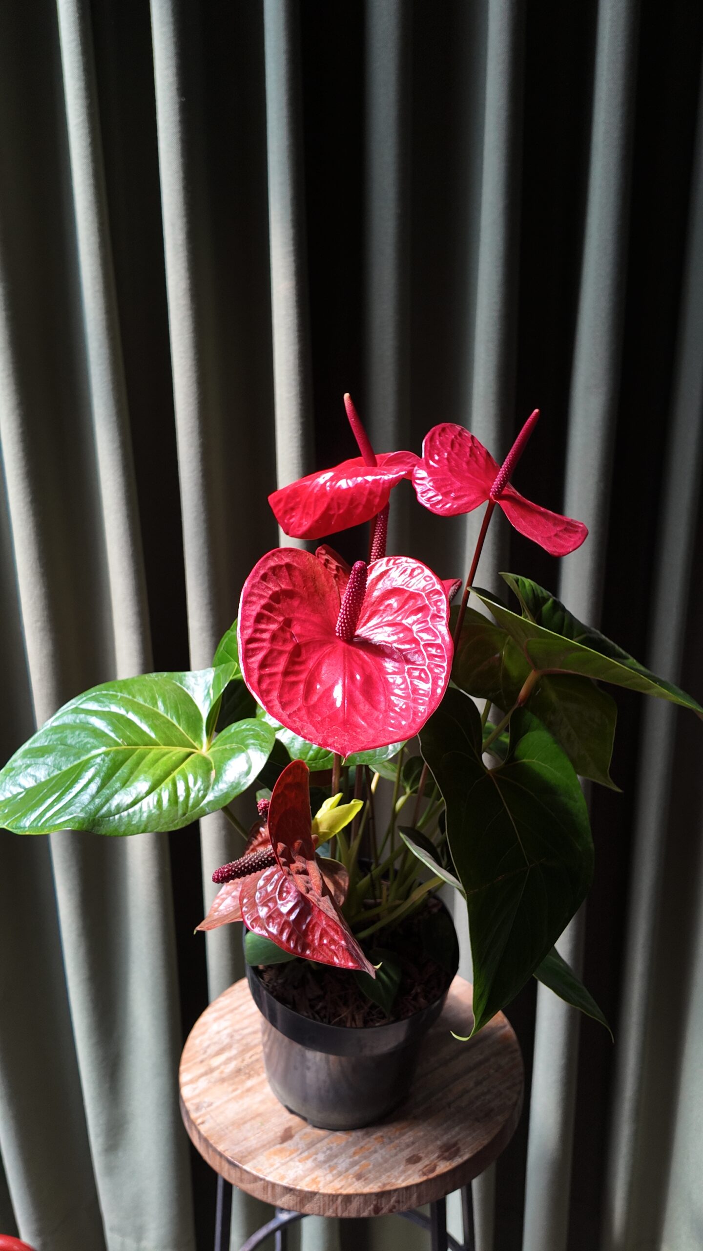 Anthurium Andreanum grande - Imagen 3