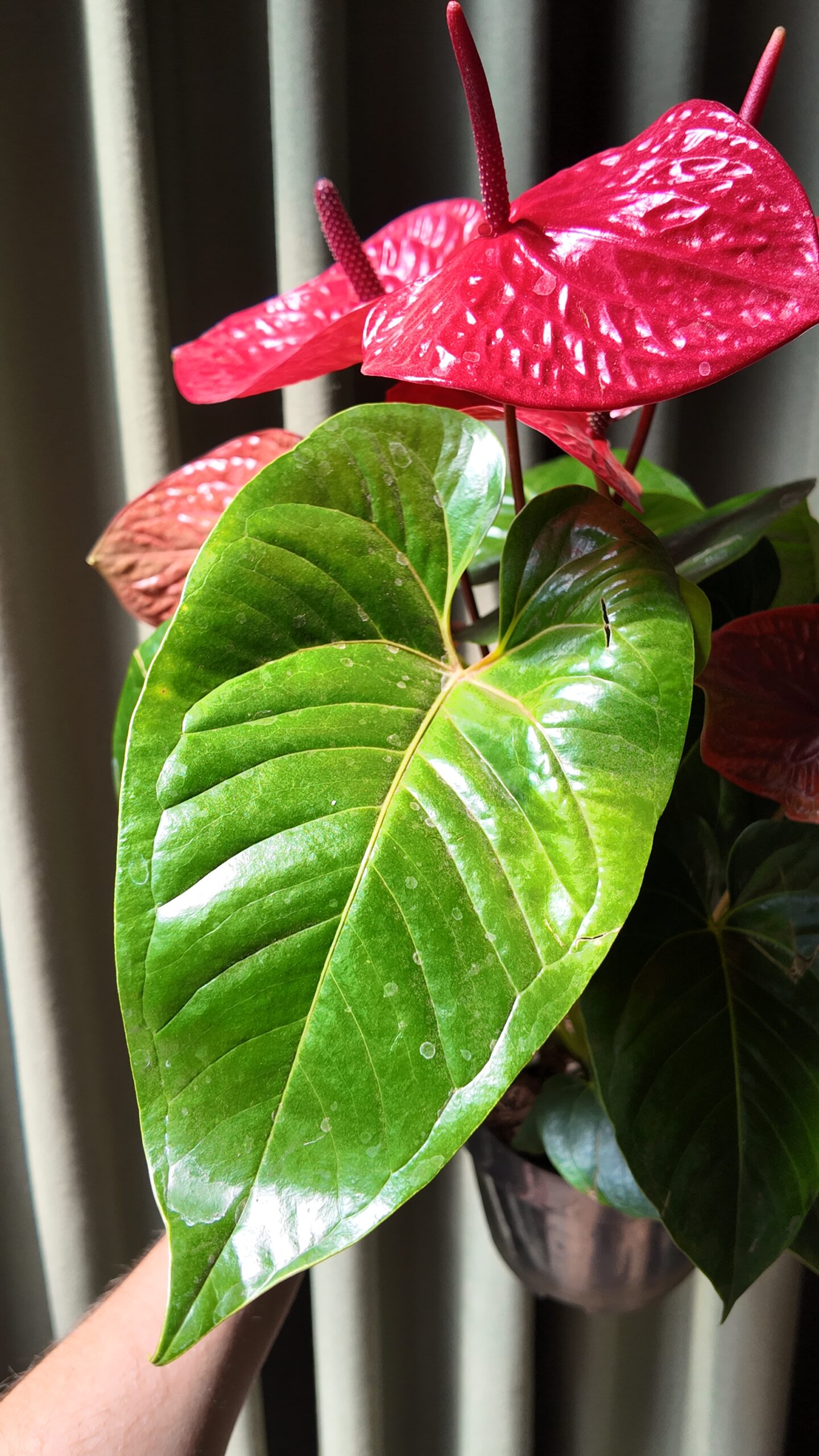 Anthurium Andreanum grande - Imagen 4