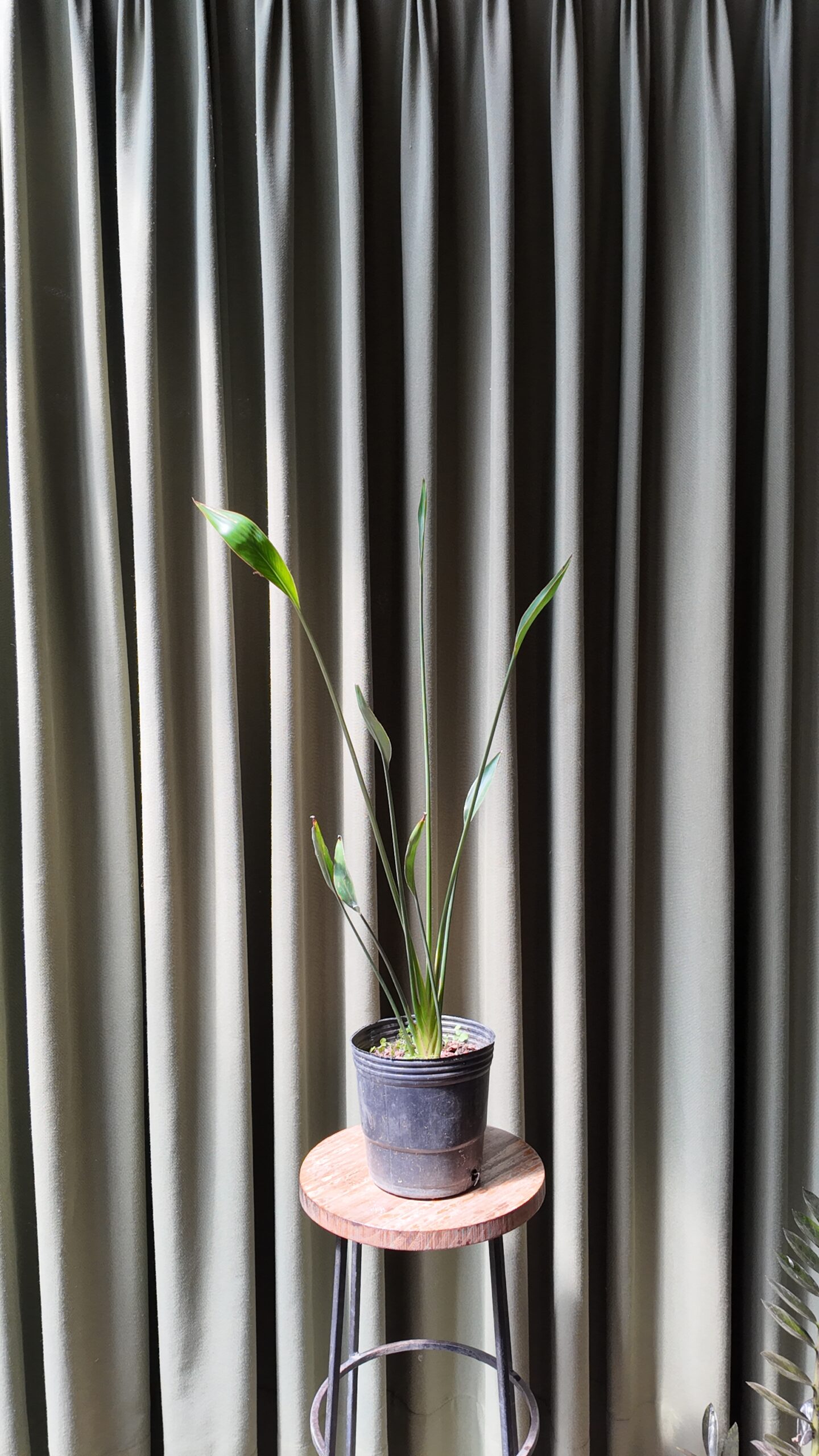 Strelitzia juncea - Imagen 2