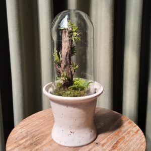 Terrario arena angosto orquídea Zygostates alleniana