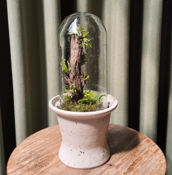 Terrario arena angosto orquídea Zygostates alleniana
