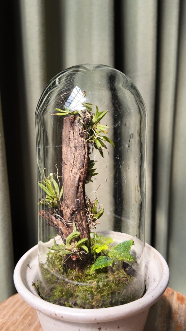 Terrario arena angosto orquídea Zygostates alleniana - Imagen 2