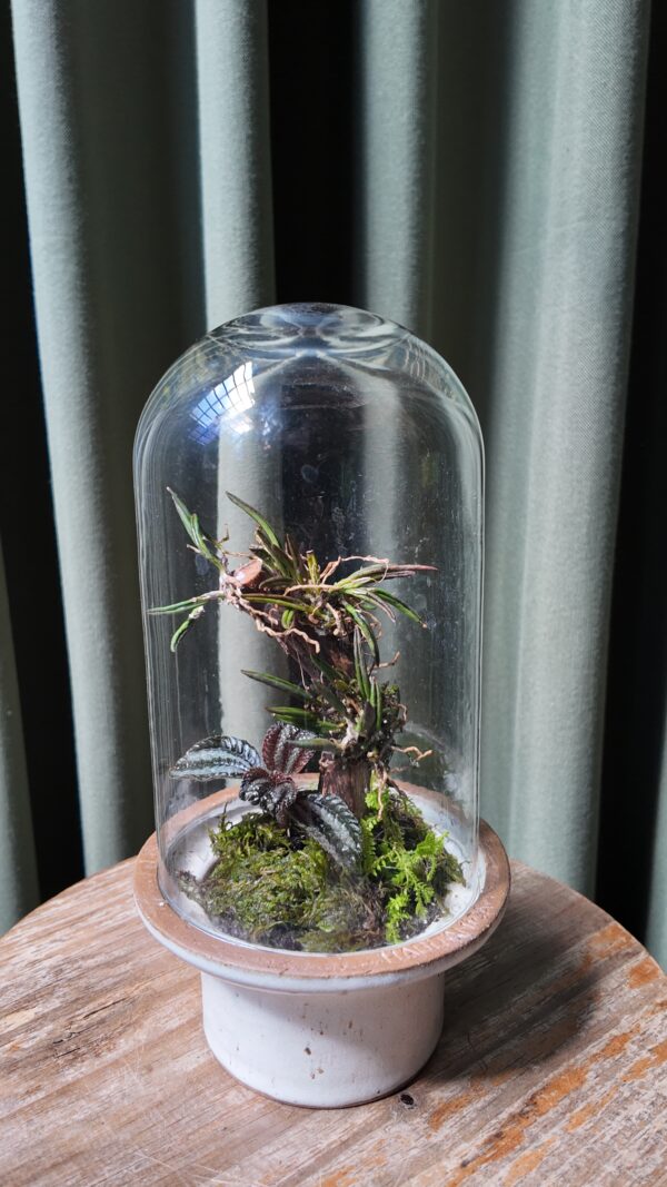 Terrario arena con orquídea Leptotes unicolor - Imagen 2