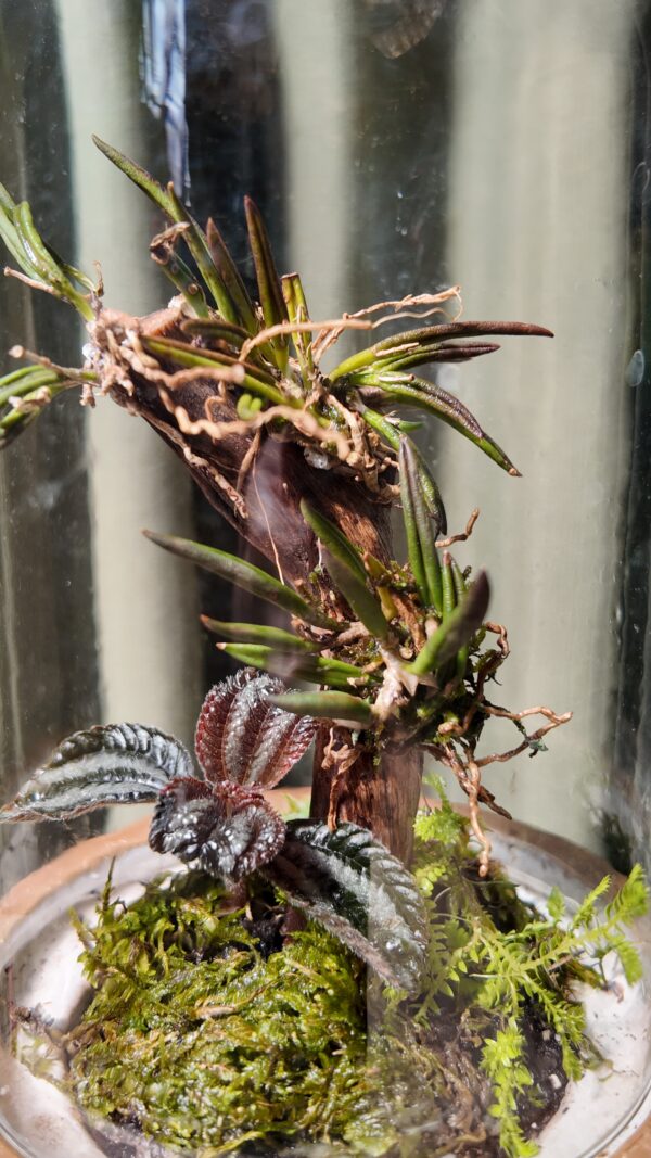 Terrario arena con orquídea Leptotes unicolor - Imagen 3