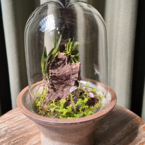 Terrario piedra con orquídea Leptotes unicolor