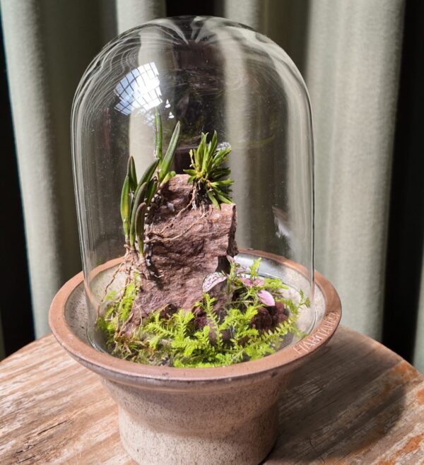 Terrario piedra con orquídea Leptotes unicolor