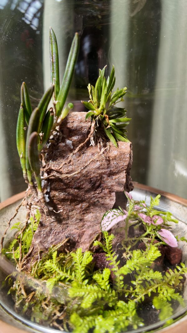 Terrario piedra con orquídea Leptotes unicolor - Imagen 2