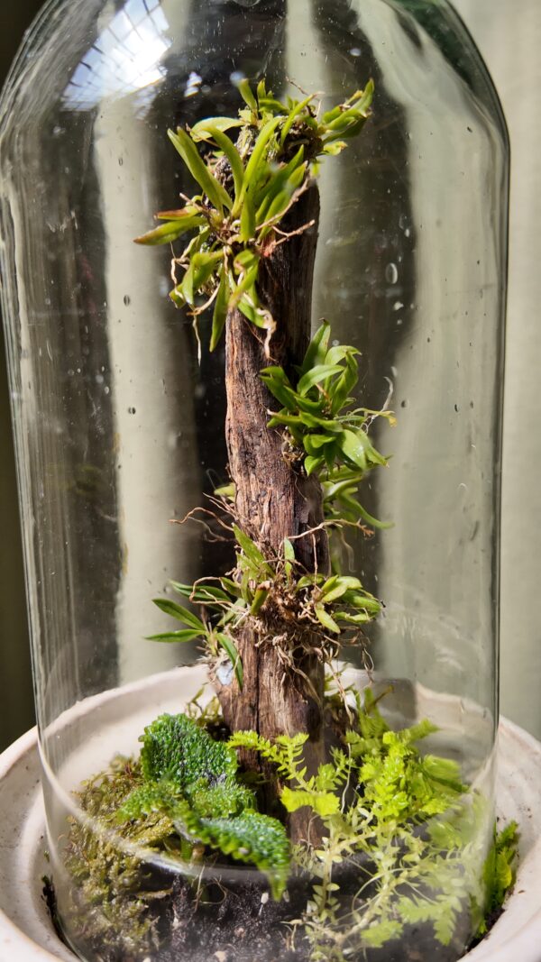 Terrario arena angosto orquídea Zygostates alleniana - Imagen 3