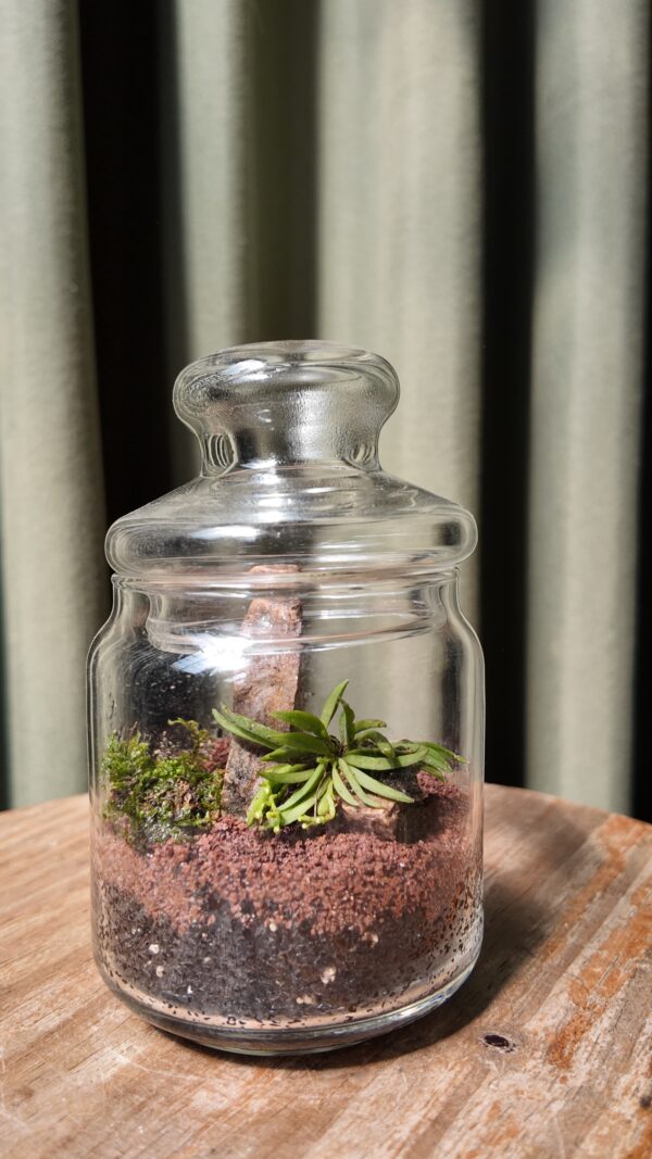 Terrario mini orquídea Zygostates alleniana - Imagen 2