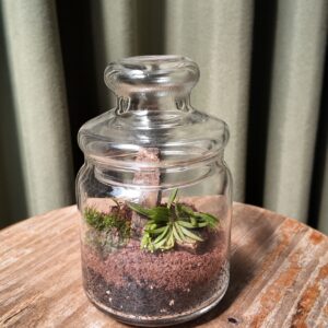 Terrario mini orquídea Zygostates alleniana
