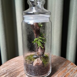 Terrario angosto orquídea Zygostates alleniana
