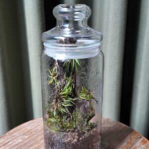 Terrario angosto tronco orquídea Zygostates alleniana