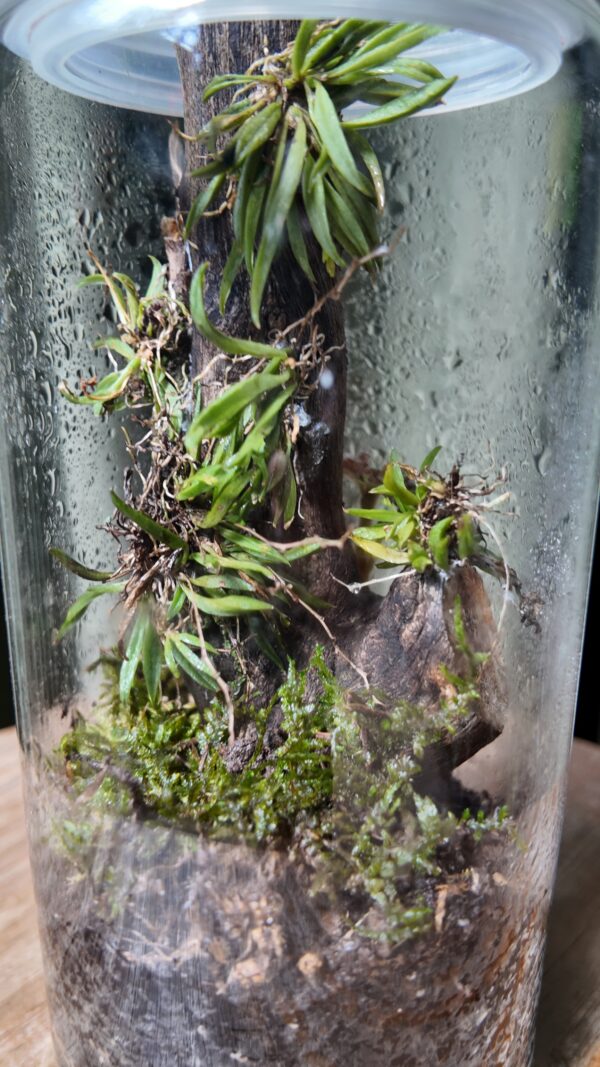 Terrario angosto tronco orquídea Zygostates alleniana - Imagen 2