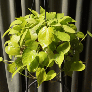 Philodendron hederaceum ‘Lemon Lime’