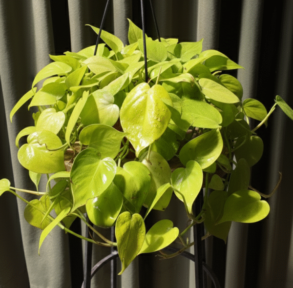 Philodendron hederaceum ‘Lemon Lime’