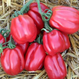 Plantín Tomate buhrer keel