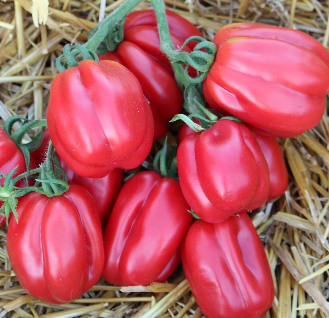Plantín Tomate buhrer keel