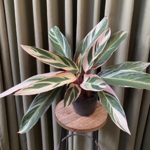 Calathea Stromanthe Triostar grande
